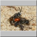 Sphecodes sp - Blutbiene 14c 4-5mm Paarung - Sandgrube Niedringhaussee.jpg